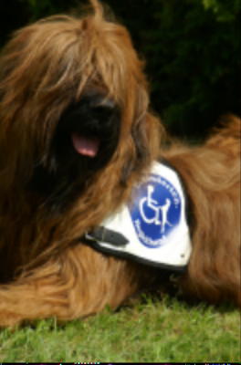 Therapiehund Lbeck Margret Phlsen